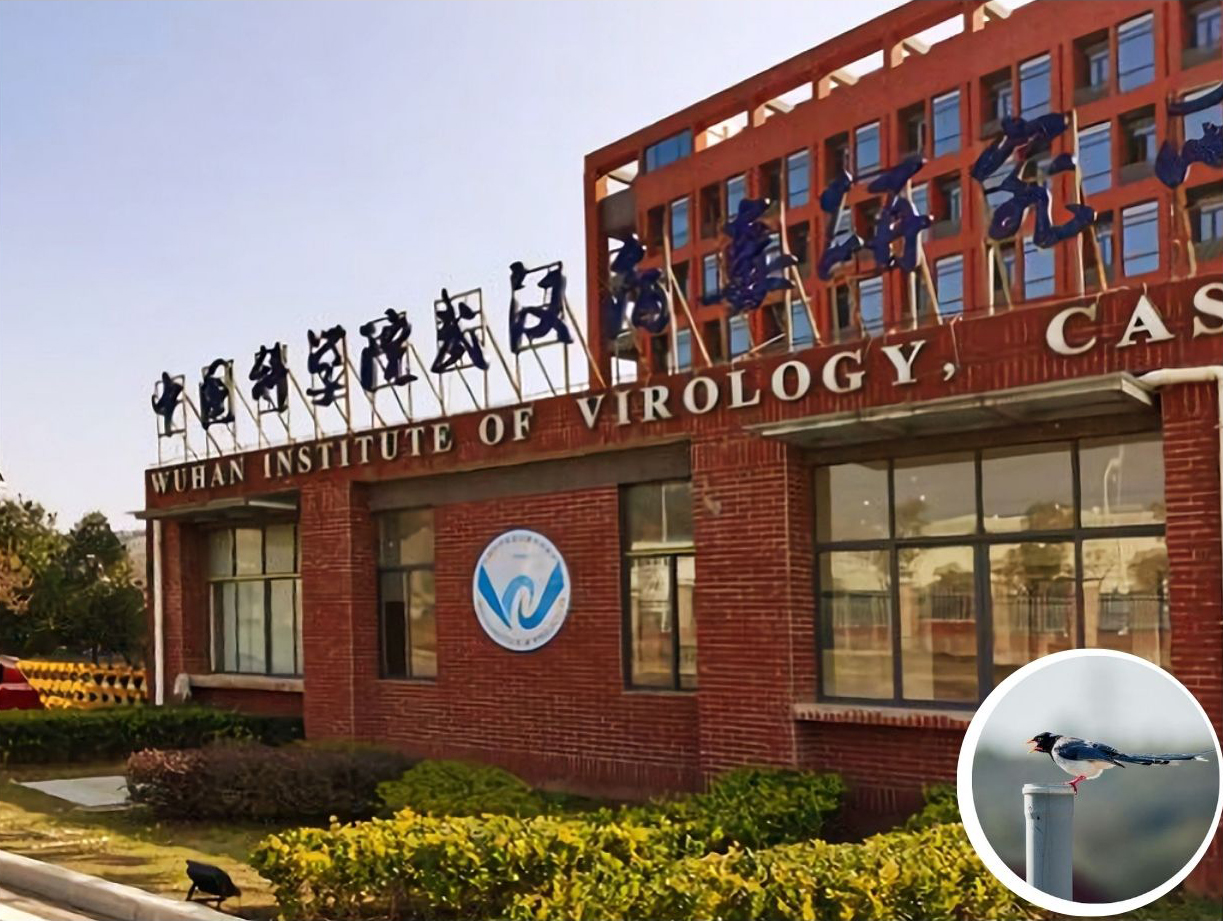 Thieving magpie steals H5N5 avian flu cure from China lab